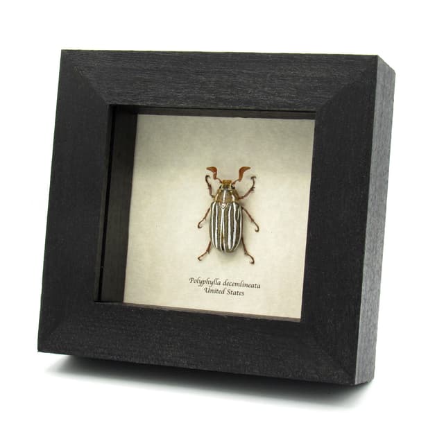 Real Ten-lined June Beetle framed taxidermy - Polyphylla decemlineata