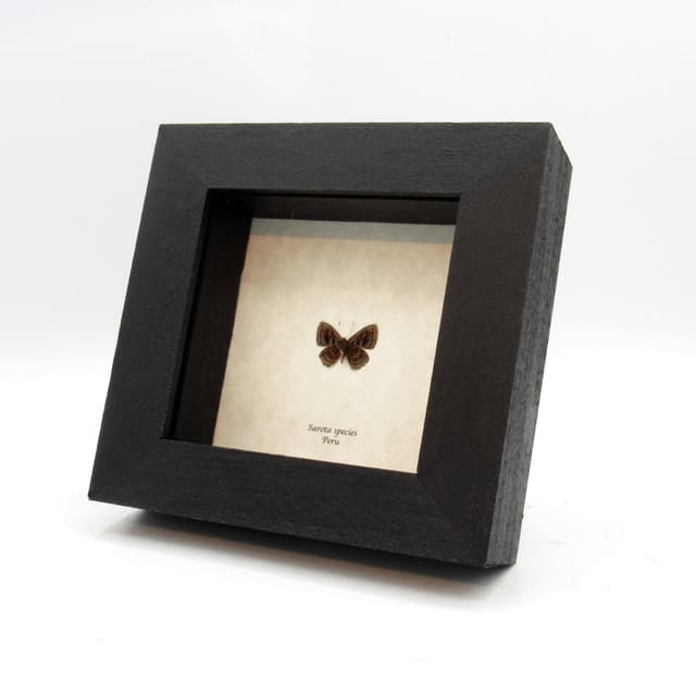 Very tiny rare Metalmark butterfly framed taxidermy - Sarota species
