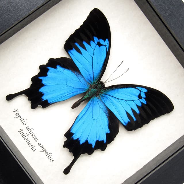 Real metallic blue butterfly framed taxidermy - Papilio ulysses ampelius - XL