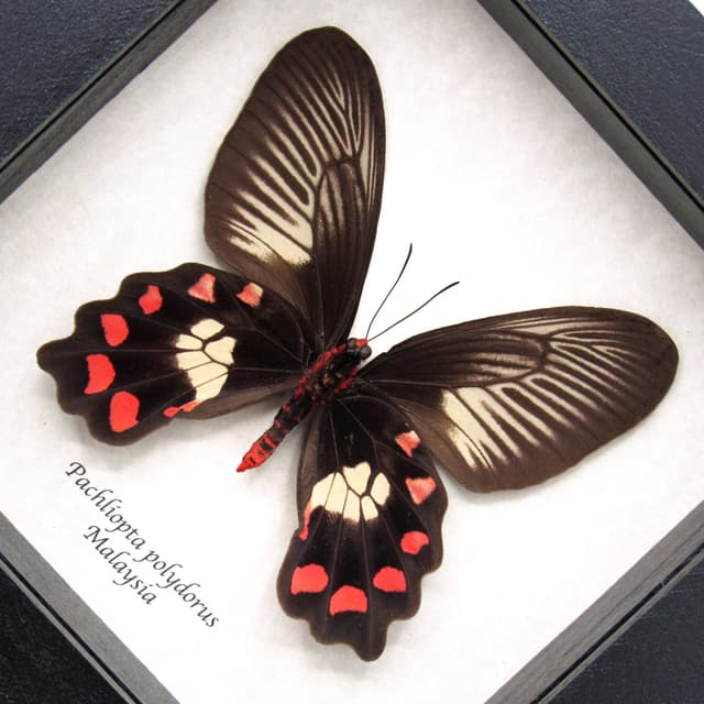 Real Red-bodied Swallowtail butterfly framed taxidermy - Pachliopta polydorus - large female