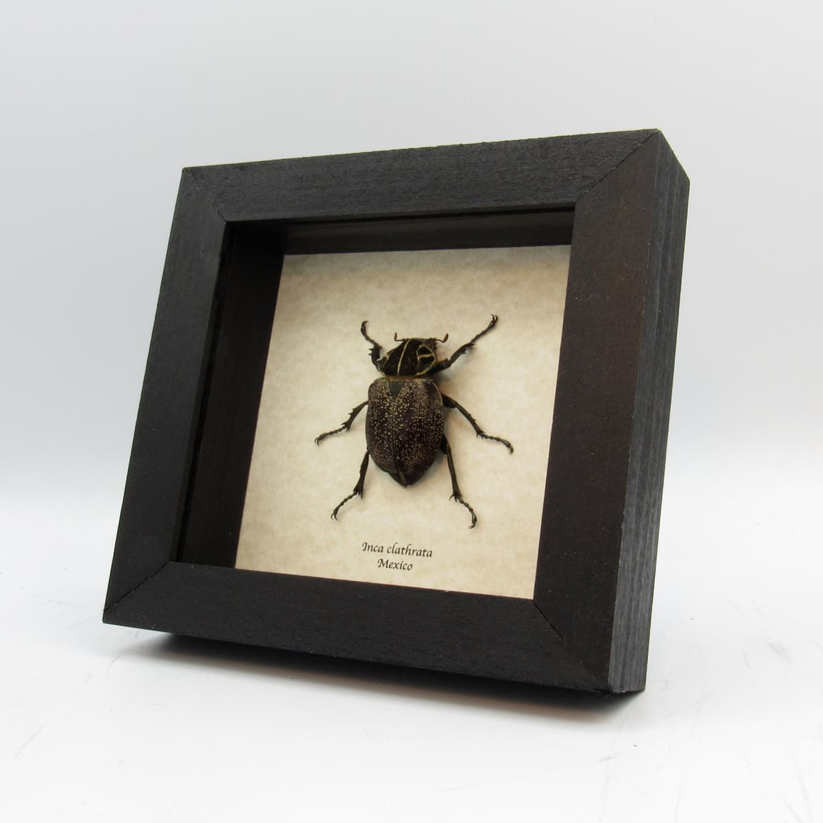 Large Mexican Scarab beetle framed taxidermy - Inca clathrata - female