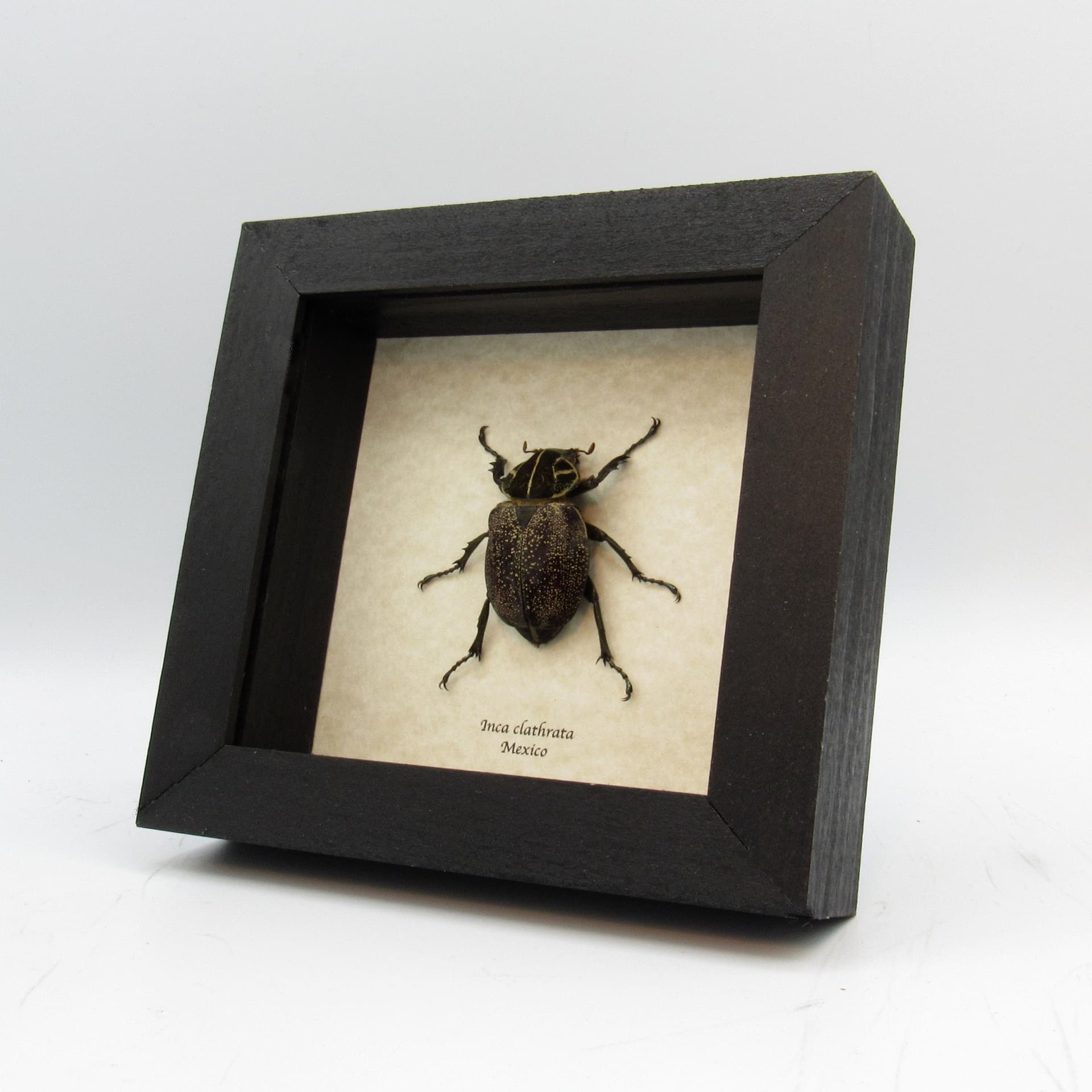 Large Mexican Scarab beetle framed taxidermy - Inca clathrata - female