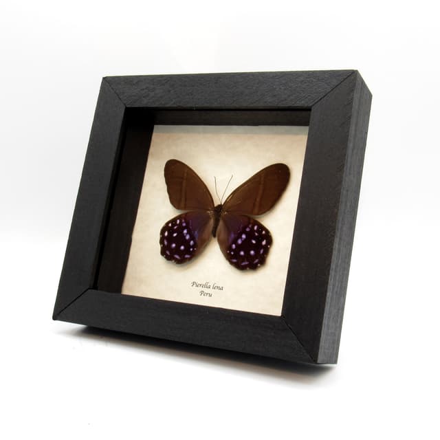 Real purple butterfly framed taxidermy - Pierella lena - large female