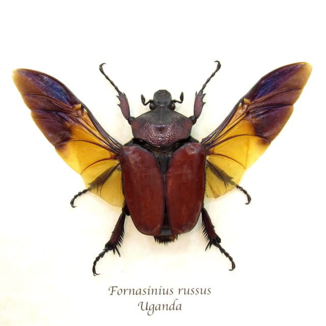Large deep red Scarab beetle framed taxidermy - Fornasinius russus - female