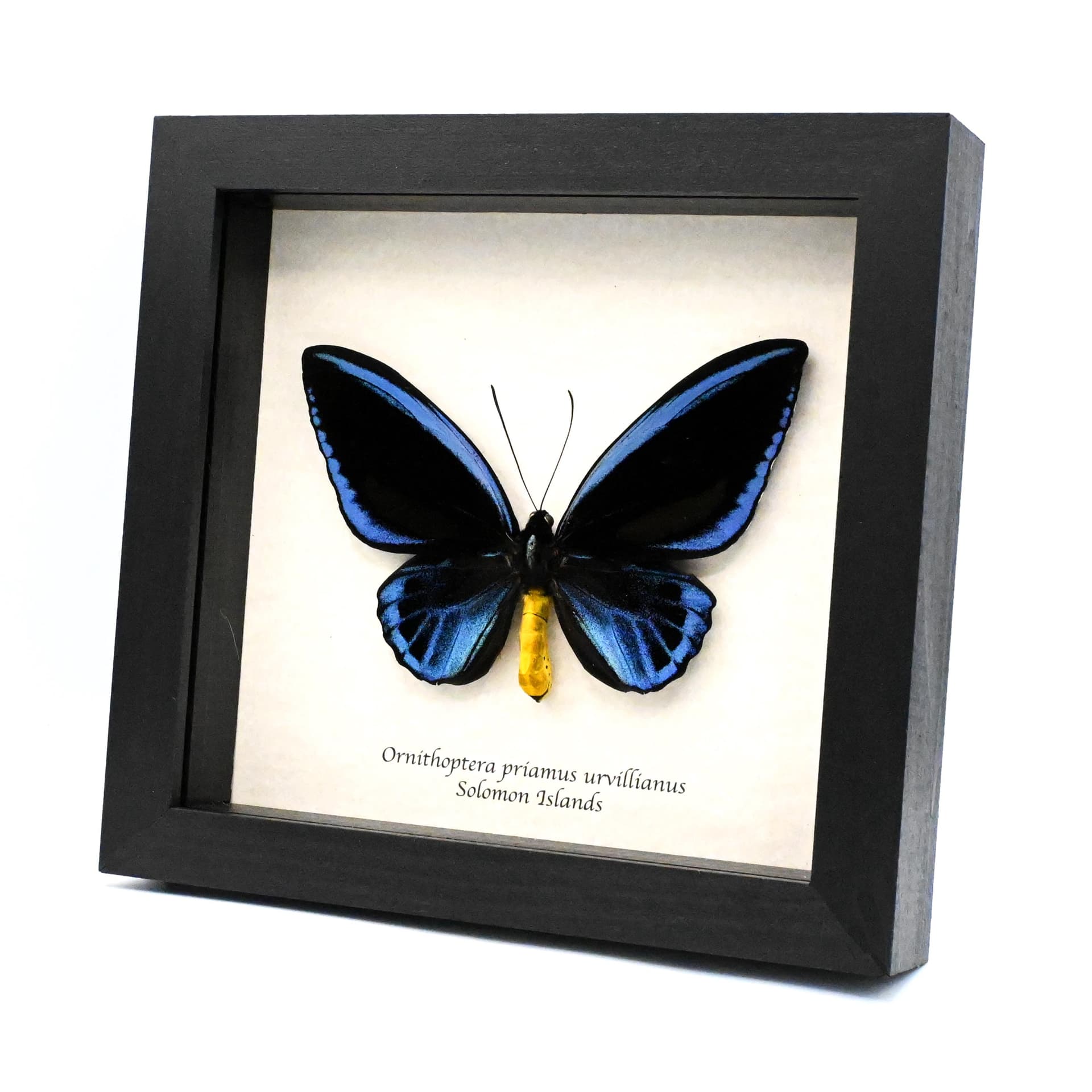 Rare XXL Blue Birdwing butterfly framed taxidermy - Ornithoptera priamus urvillianus