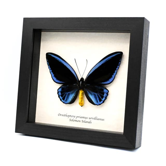 Rare XXL Blue Birdwing butterfly framed taxidermy - Ornithoptera priamus urvillianus