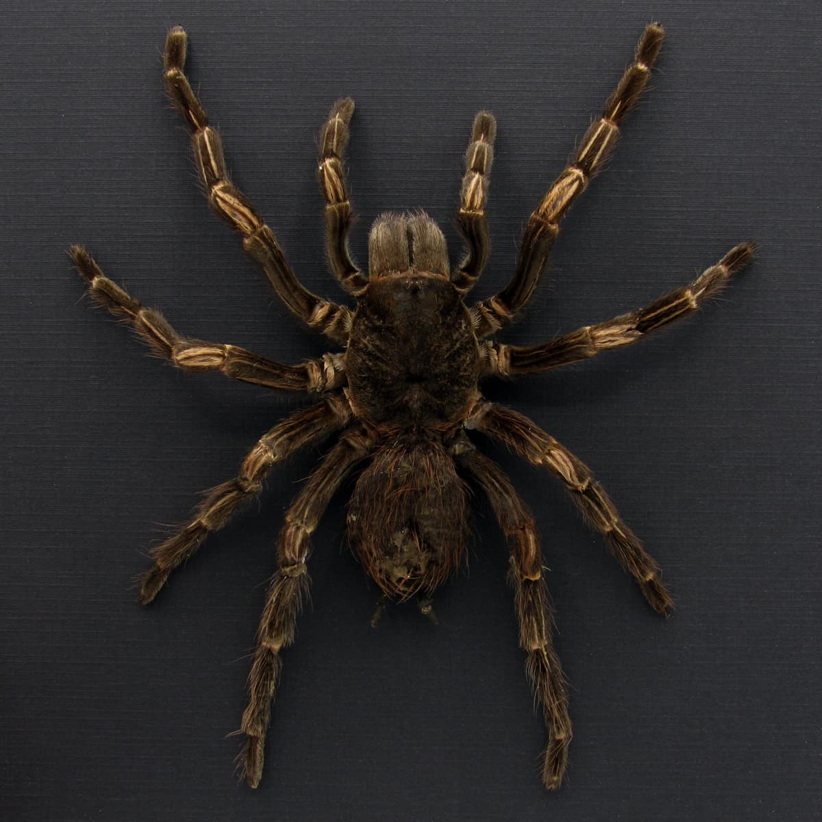 Real XL Brazilian Orange Banded Tarantula framed taxidermy - Acanthoscurria juruenicola - female