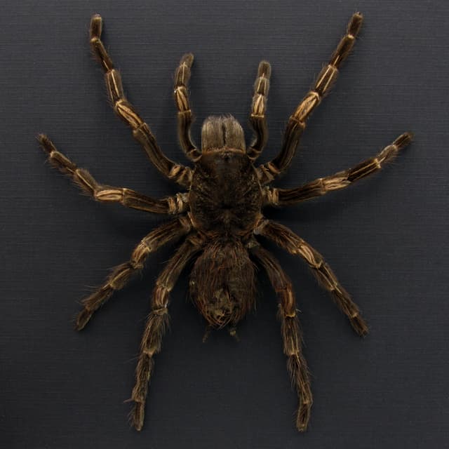 Real XL Brazilian Orange Banded Tarantula framed taxidermy - Acanthoscurria juruenicola - female