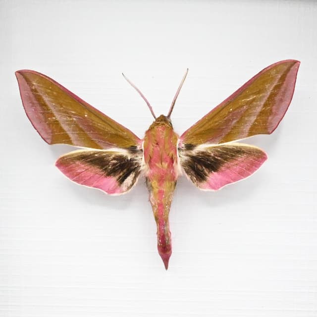 Real pink Elephant Hawk moth framed taxidermy - Deilephilia elpenor