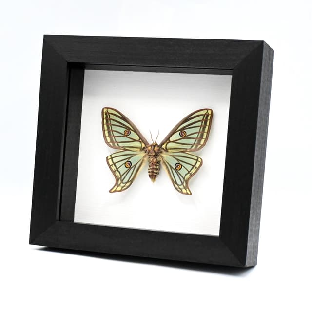 Rare Spanish Moon moth framed taxidermy - Graellsia isabellae - XL female