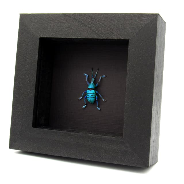 Real blue weevil framed taxidermy - Eupholus geoffroyi