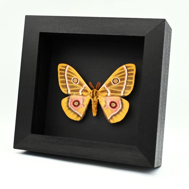 World rarity real yellow Saturn moth framed taxidermy - Bunaeopsis oubie typica