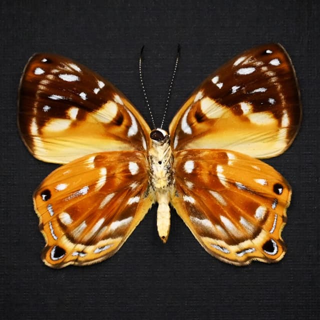 Real metallic Metalmark butterfly framed taxidermy - Dicallaneura decorata - female