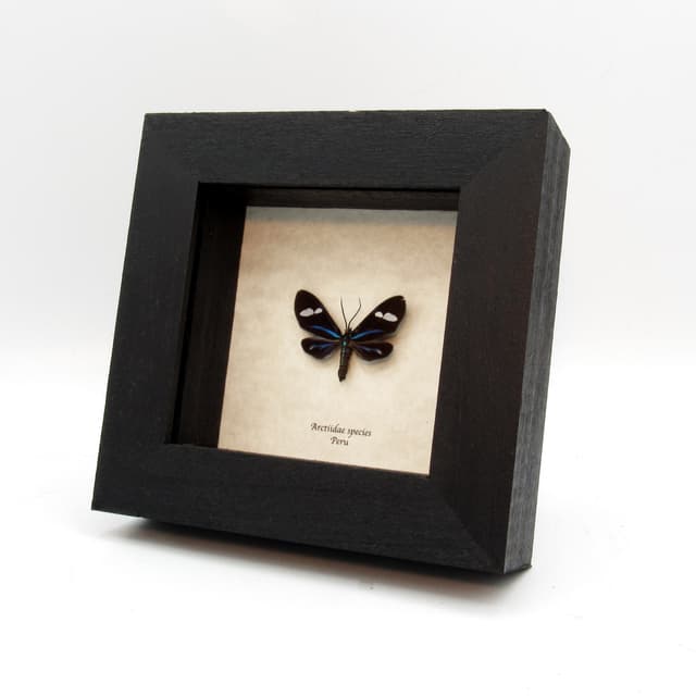 Real metallic Day Flying moth framed taxidermy - Arctiidae species