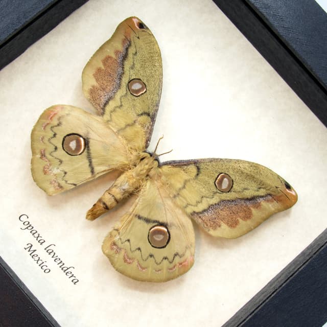 Rare Mexican Silk moth framed taxidermy - Copaxa lavendera - female