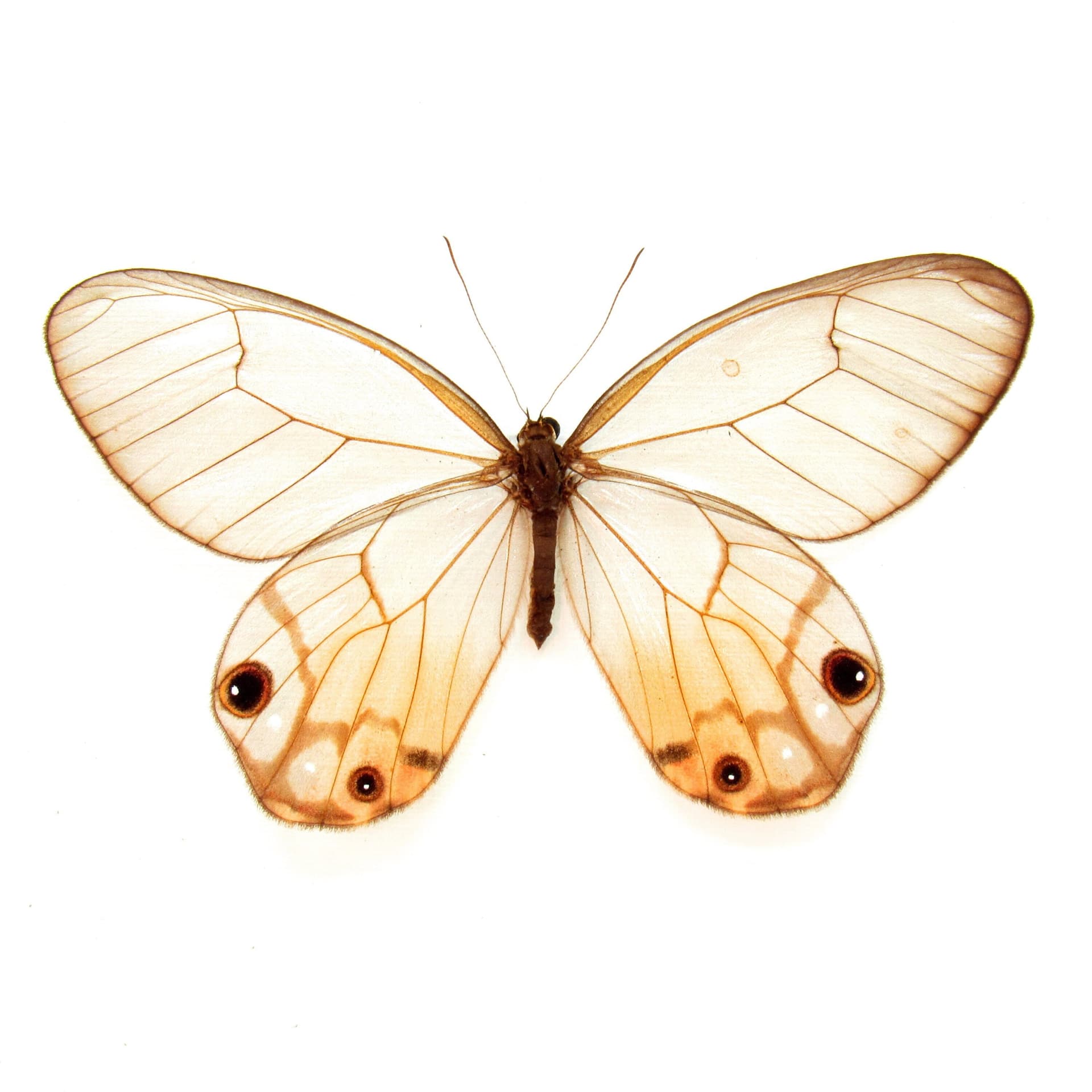 Rare female yellow Glass Wing butterfly framed taxidermy - Haetera piera negra - large female - Victorian mount