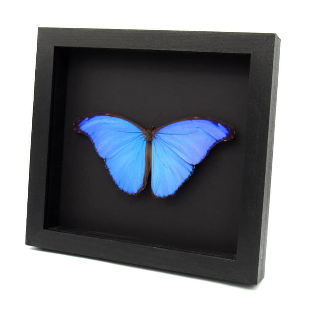 Real large metallic blue Morpho framed butterfly taxidermy - Morpho menelaus alexandrovna - Victorian mount