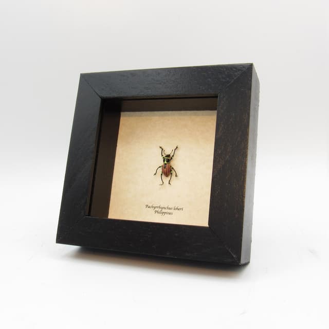 WEEVIL MANIA!  Rare pink beetle framed taxidermy - Pachyrhynchus loheri