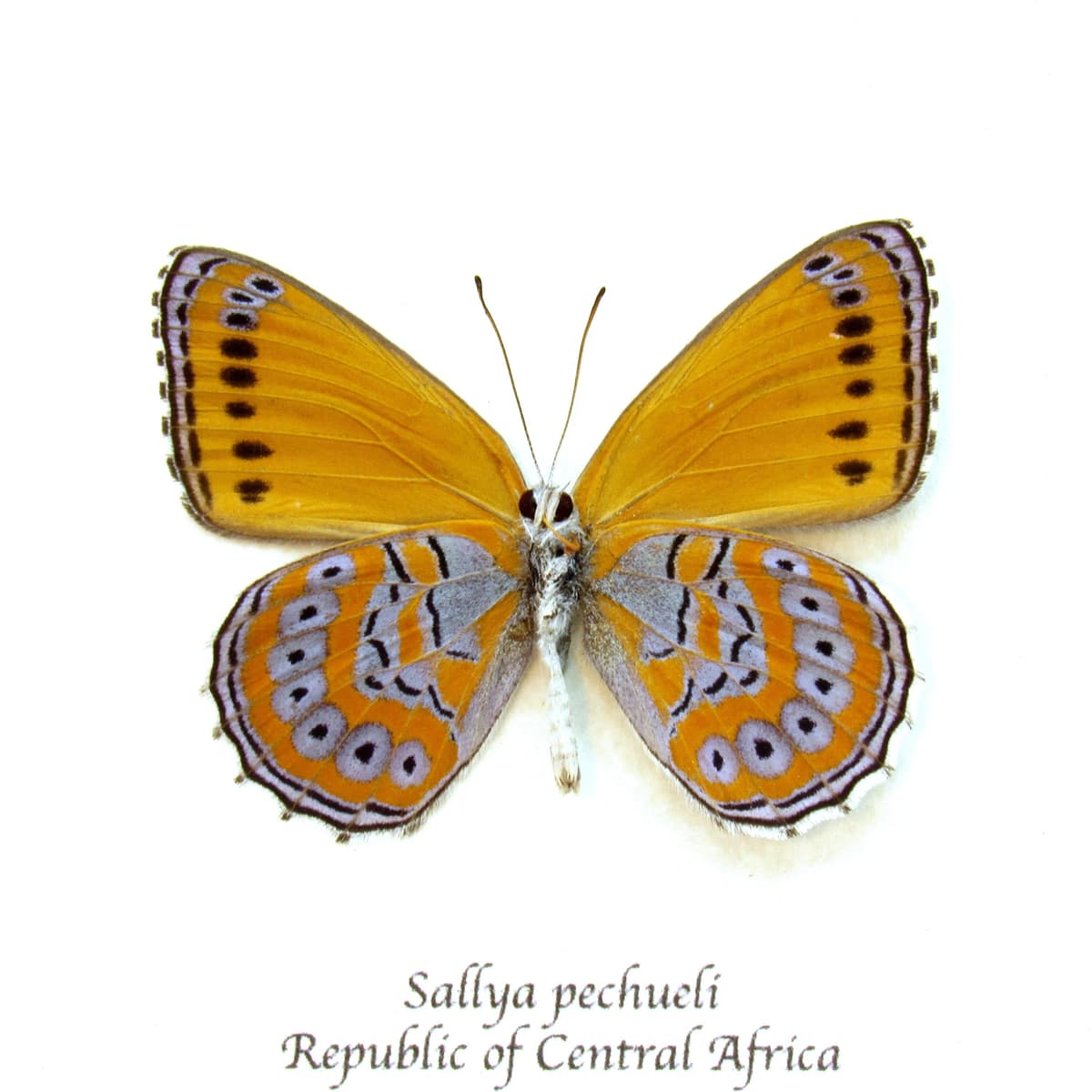 Real lavender butterfly framed taxidermy - Sallya pechueli