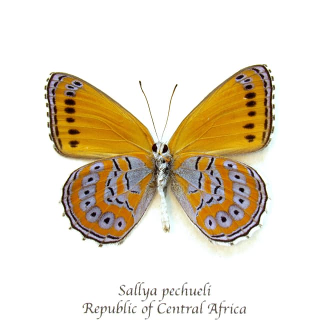 Real lavender butterfly framed taxidermy - Sallya pechueli