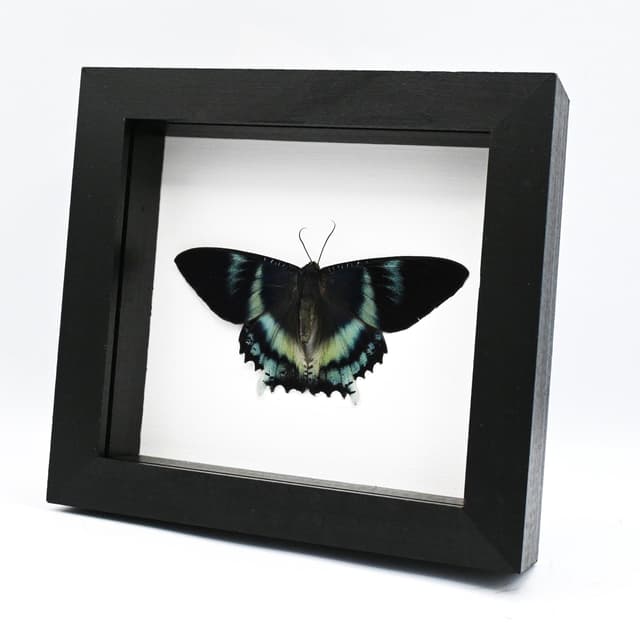 Real blue moth framed taxidermy - Alcides orontes - Victorian mount