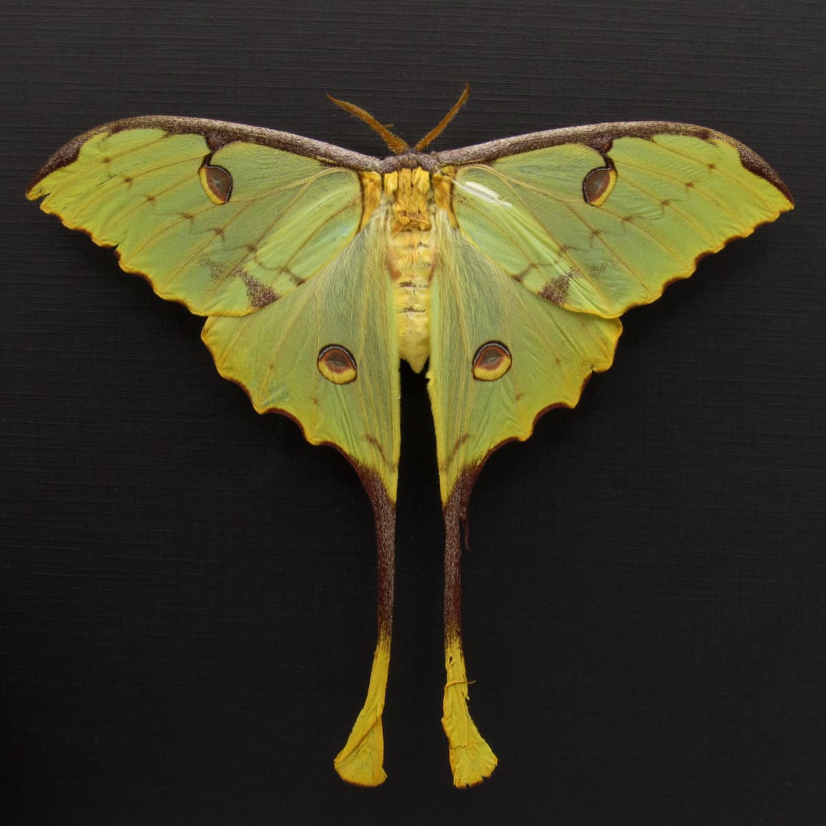 Real African Moon Moth framed taxidermy - Argema mimosae - female - minor damage