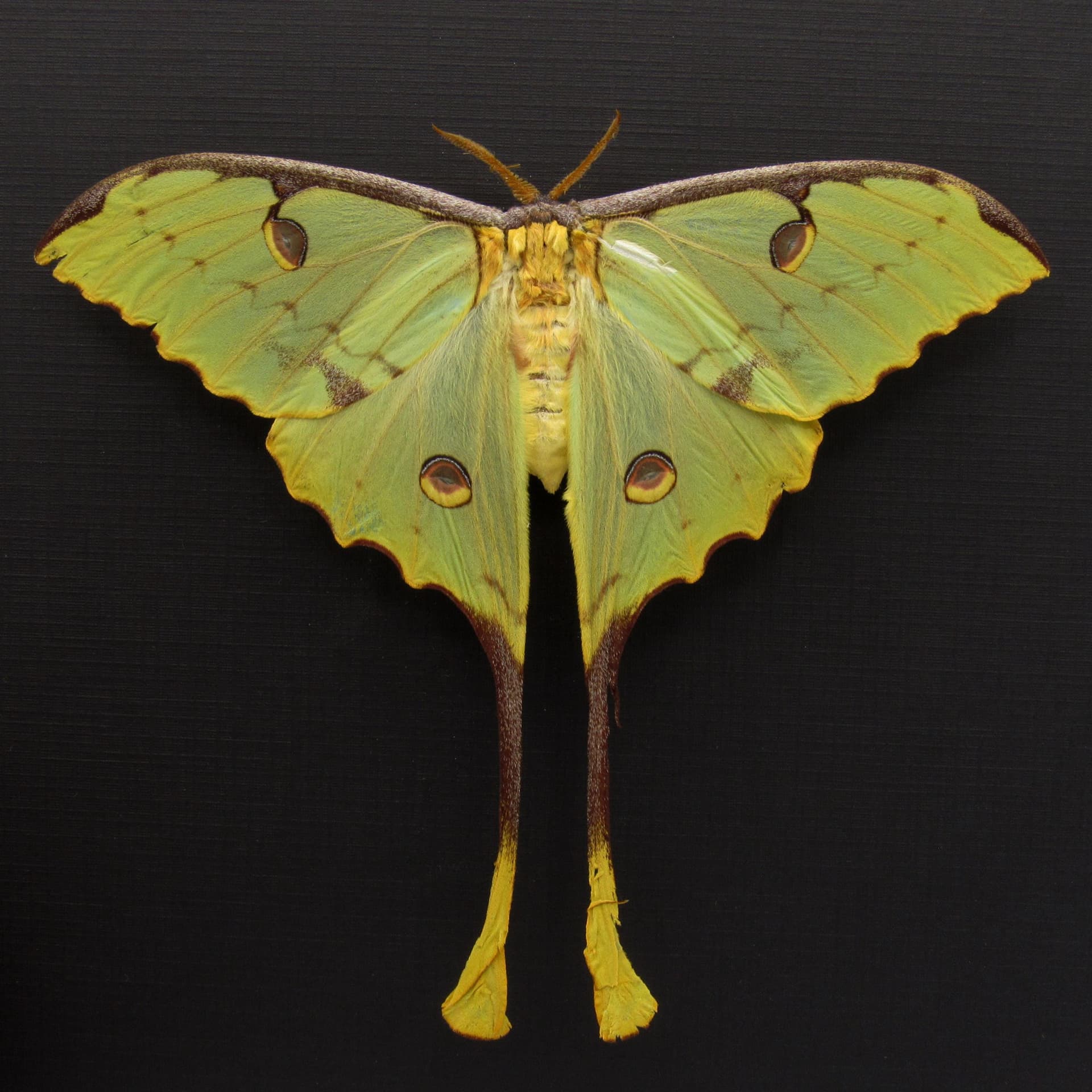Real African Moon Moth framed taxidermy - Argema mimosae - female - minor damage