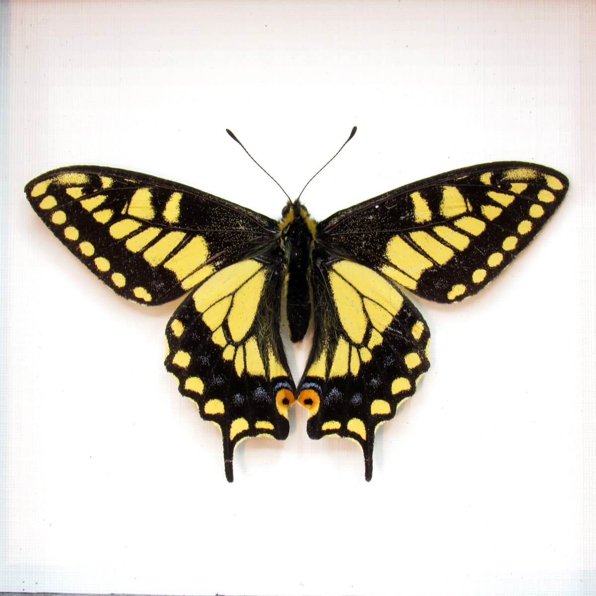 Real Anise Swallowtail framed butterfly taxidermy - Papilio zelicaon - Victorian mount