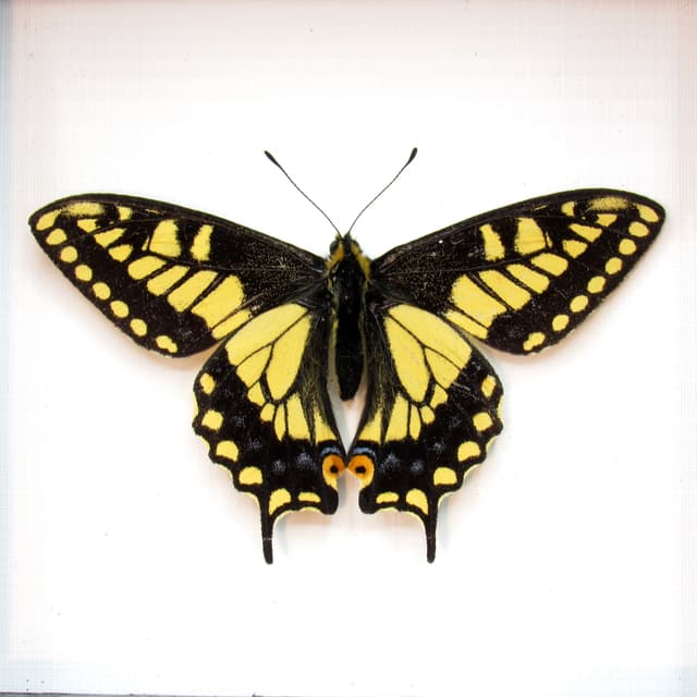 Real Anise Swallowtail framed butterfly taxidermy - Papilio zelicaon - Victorian mount