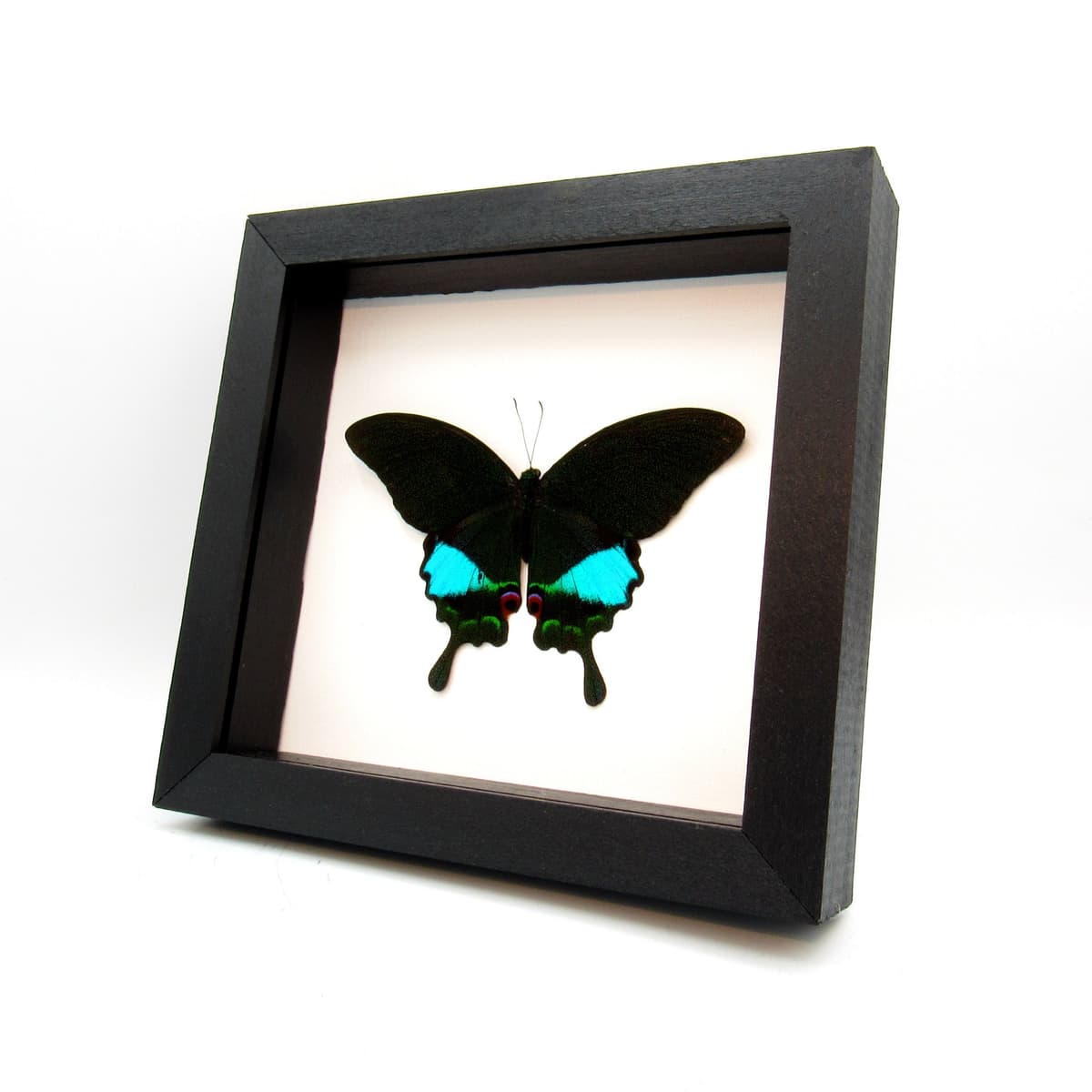Large female Jungle Jade butterfly framed taxidermy - Papilio karna - Victorian mount