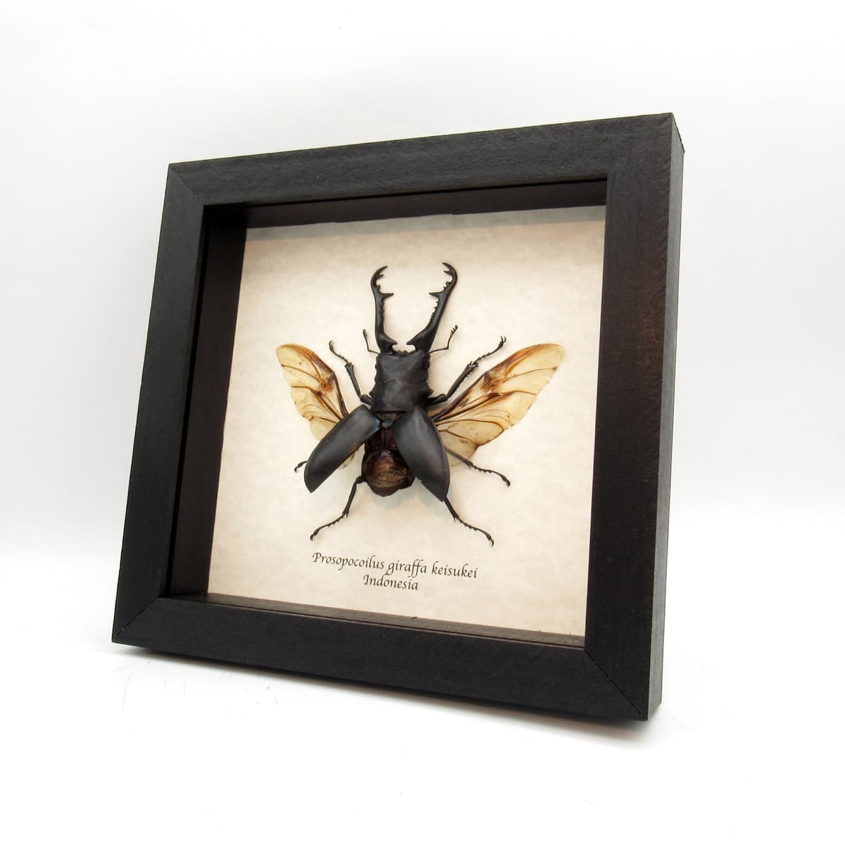 Real Giant Stag beetle framed taxidermy - Prosopocoilus giraffa keisukei