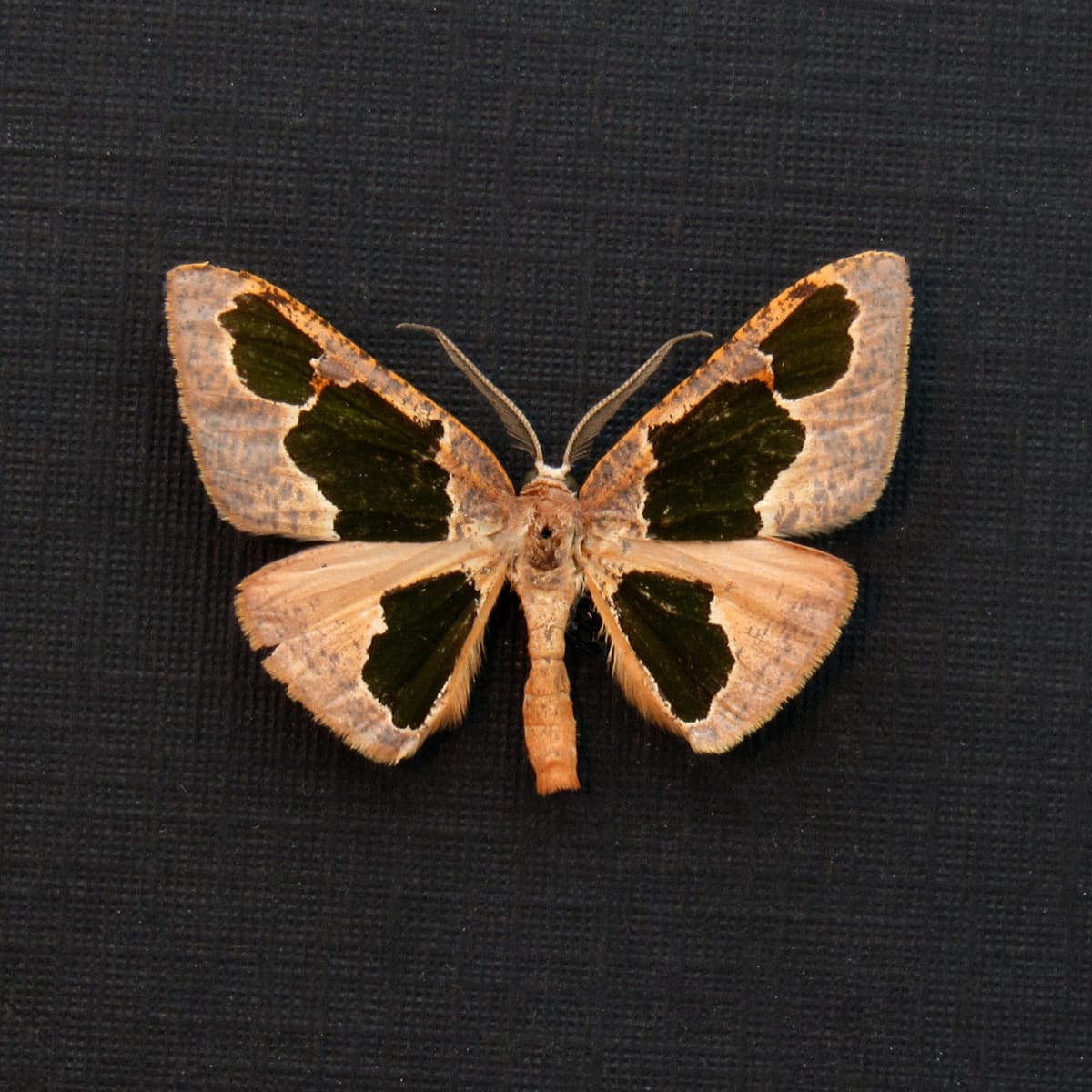 Real tiny pink Geometer moth framed taxidermy - Calenna festivaria