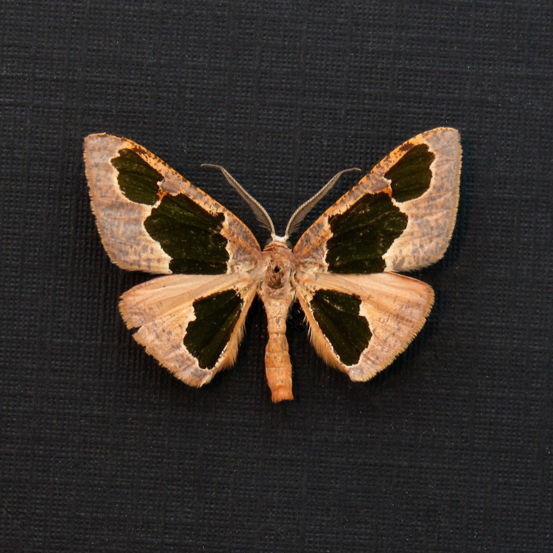 Real tiny pink Geometer moth framed taxidermy - Calenna festivaria