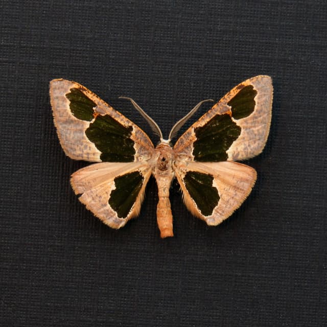Real tiny pink Geometer moth framed taxidermy - Calenna festivaria