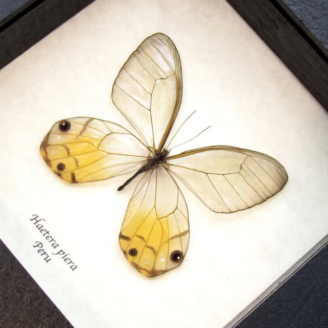 Real yellow Glass Wing butterfly framed taxidermy - Haetera piera