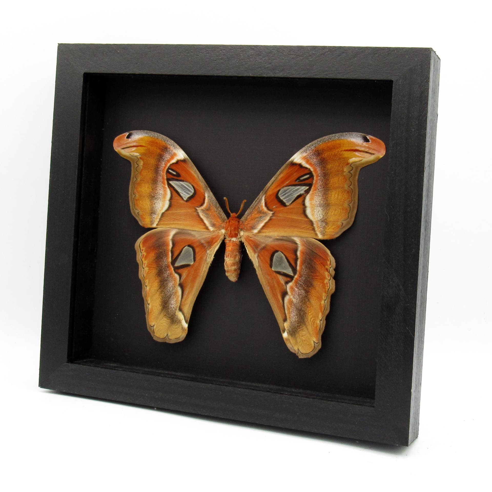 Real Giant Atlas moth framed taxidermy - Attacus lorquinii - female