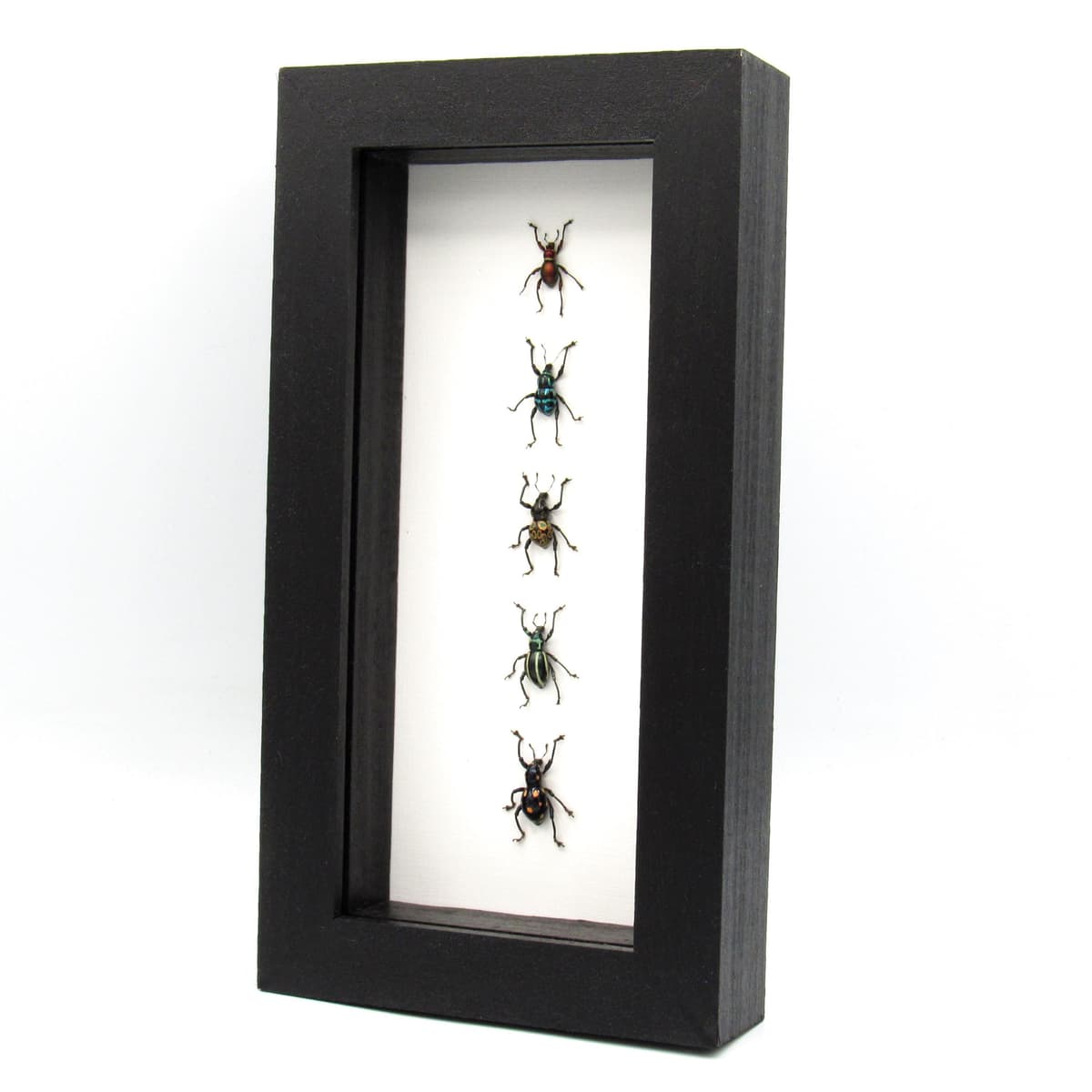WEEVIL MANIA - real framed metallic weevil beetle collection