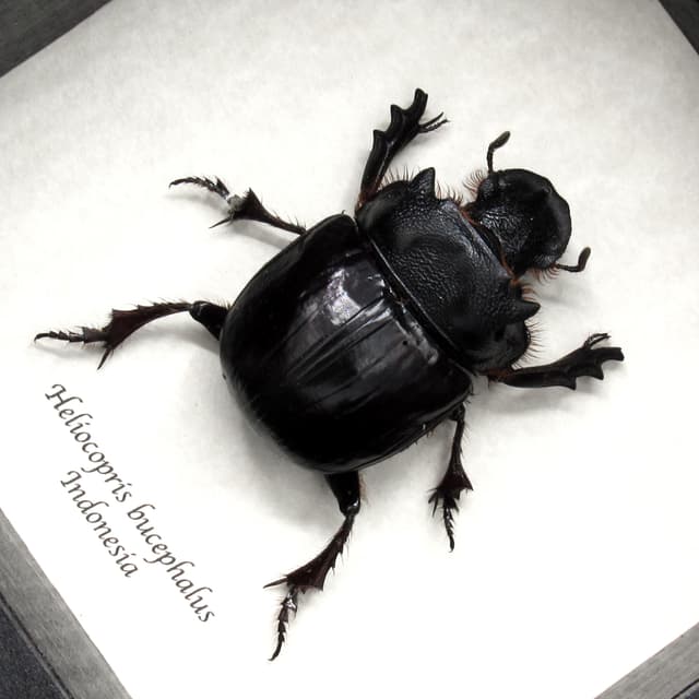 Real XL Dung Beetle framed taxidermy - Heliocopris bucephalus
