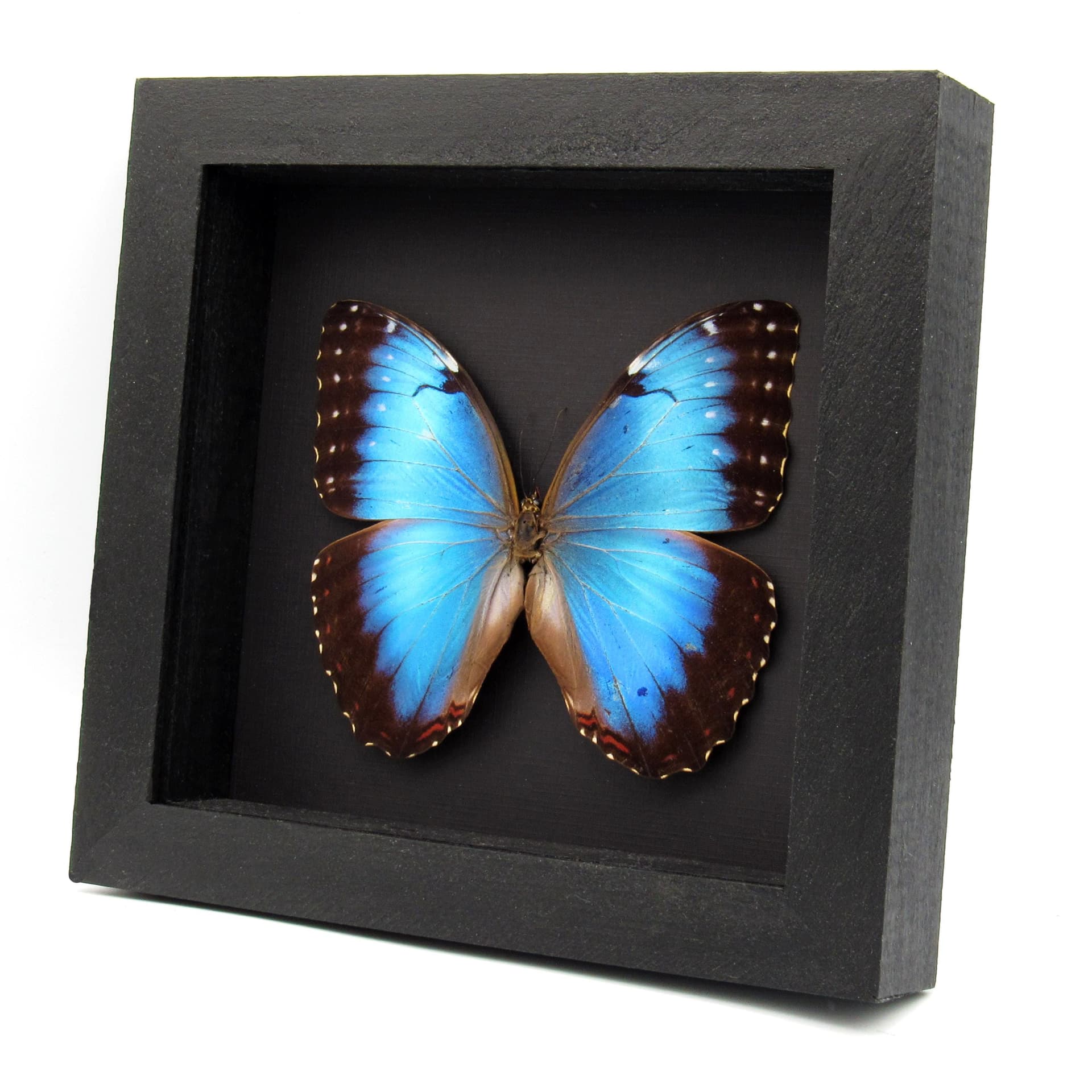 Real metallic blue butterfly framed taxidermy - Morpho peleides - female