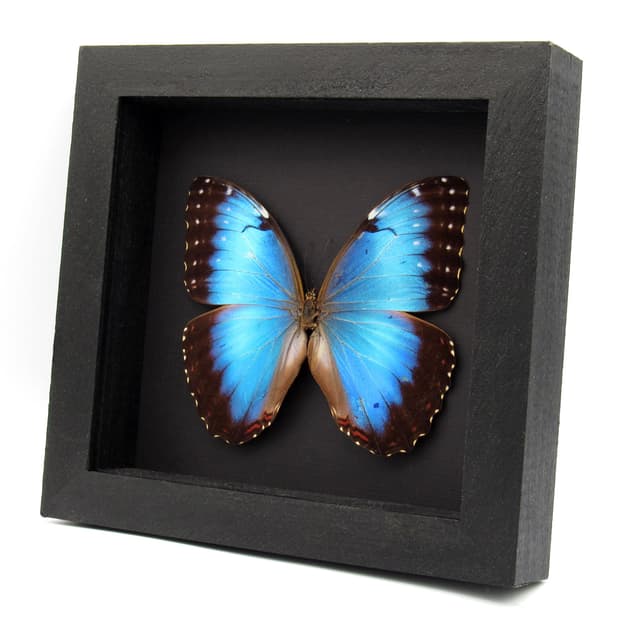 Real metallic blue butterfly framed taxidermy - Morpho peleides - female