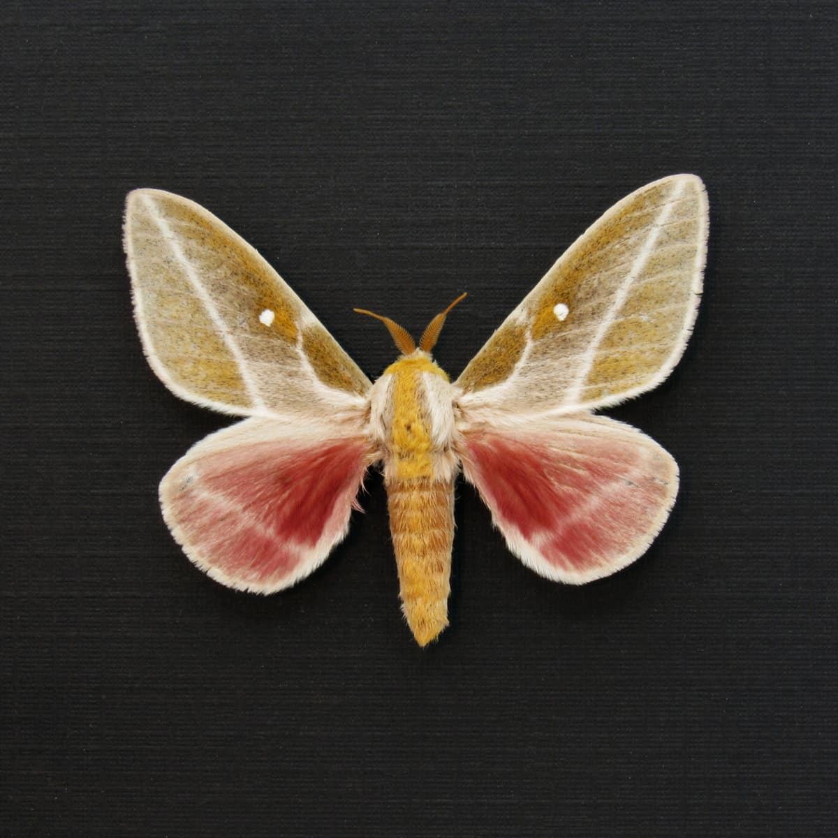 Real moth framed taxidermy - Sphingicampa raspa