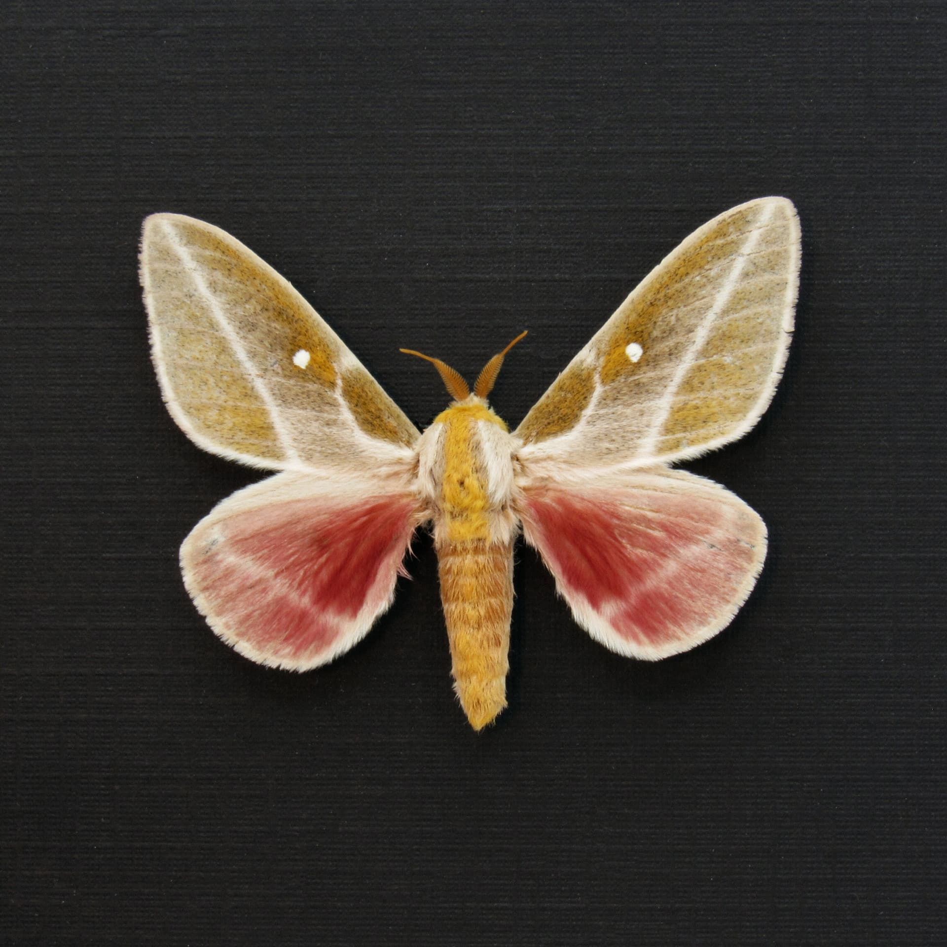 Real moth framed taxidermy - Sphingicampa raspa
