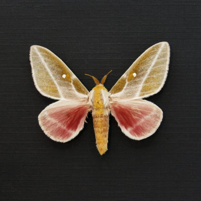 Real moth framed taxidermy - Sphingicampa raspa