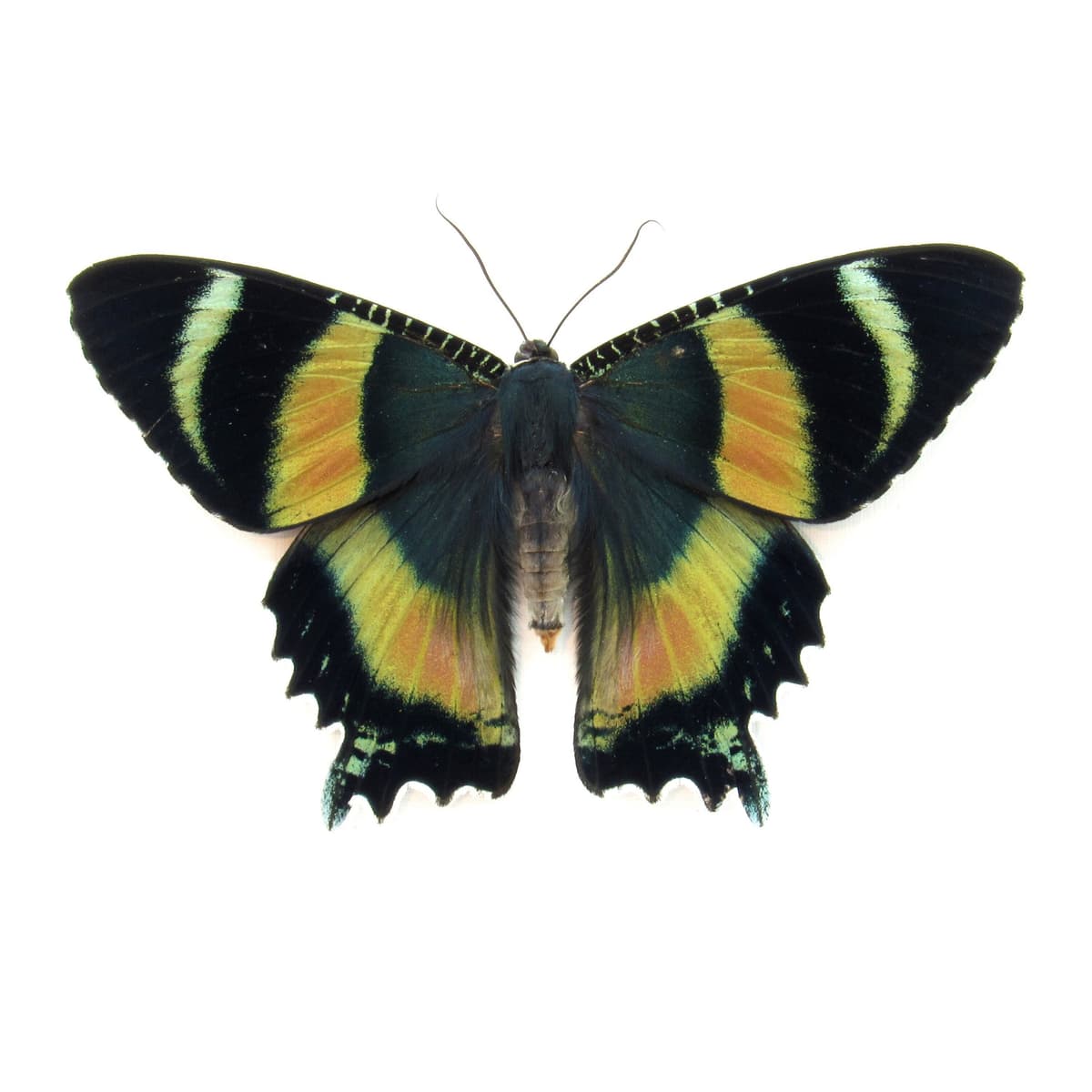 Rare framed Zodiac moth taxidermy - Alcides zodiaca - XL pink form female - Victorian mount
