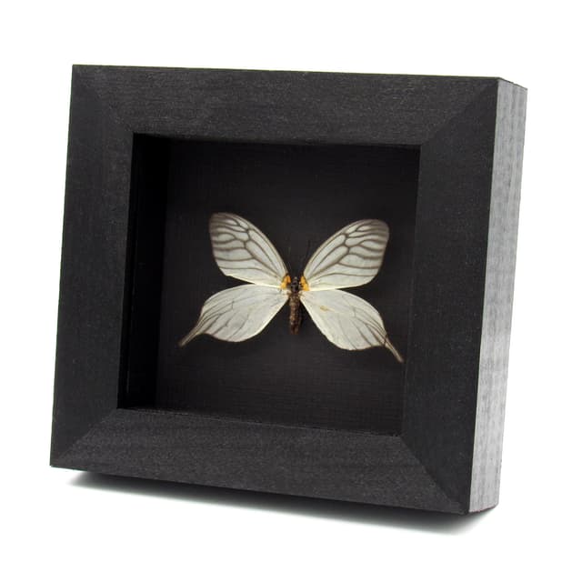 Rare White Tailed Zygaenid moth framed taxidermy - Elcysma westwoodi
