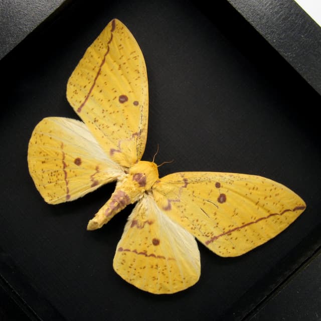 Real XL Venezuelan Imperial moth framed taxidermy - Eacles cacicus - female