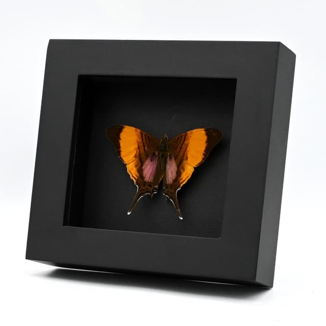 Real purple butterfly framed taxidermy - Marpesia marcella - Victorian mount