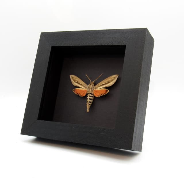 Real orange Sphinx moth framed taxidermy - Erinnyis species