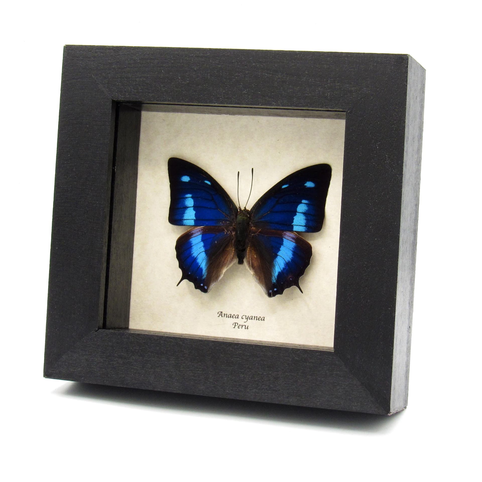 Real iridescent blue butterfly framed taxidermy - Anaea cyanea
