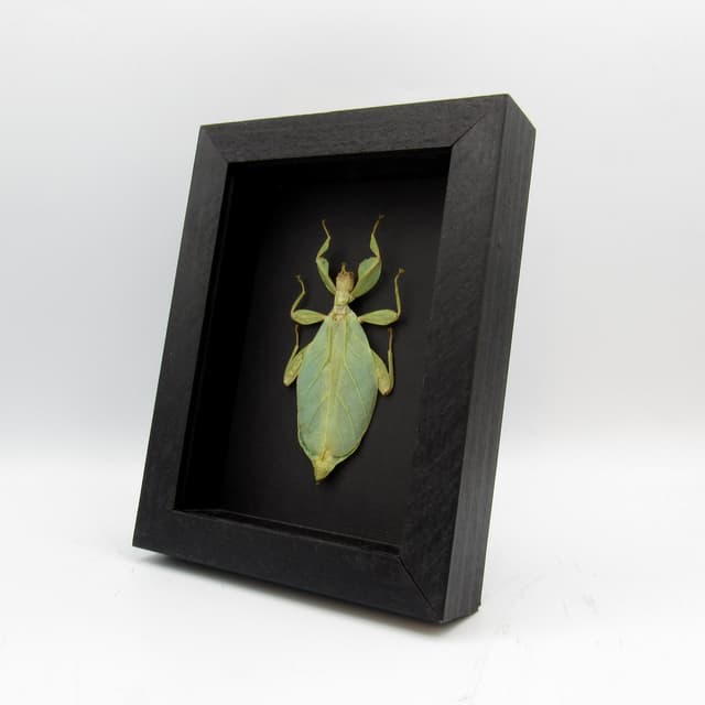 Real Walking Leaf insect framed taxidermy - Phyllium tobeloense - female
